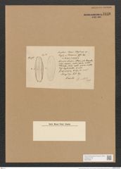 Amphora tenuis Floeg. (de-Toni-Nr.: Genus 36, Species 1642) Zeichnungen Sammlung Grunow Nr. 3136 (NHMW-BOT-W0370567)